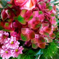 Blumen Hortensien