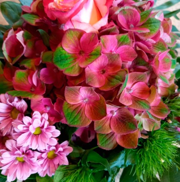 Blumen Hortensien